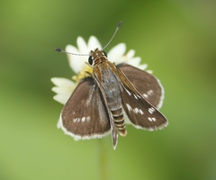Taractrocera maevius