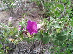 Ipomoea pubescens