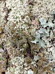 Melanohalea olivacea