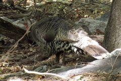 Meleagris gallopavo mexicana