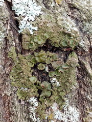 Melanohalea olivacea