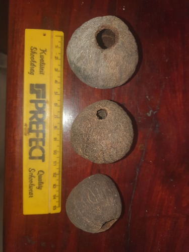 Ilala palm