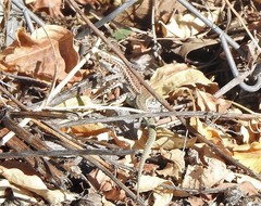 Podarcis virescens