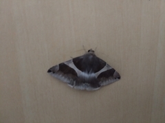 Bastilla crameri
