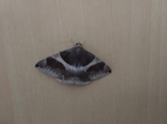 Bastilla crameri