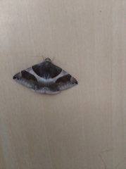 Bastilla crameri