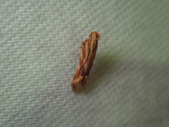 Metzneria aprilella