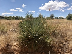 Yucca schottii