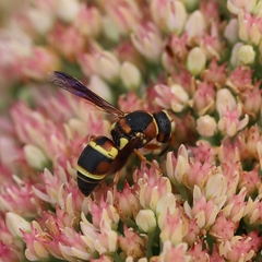 Euodynerus castigatus