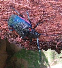 Hileolaspis aurata