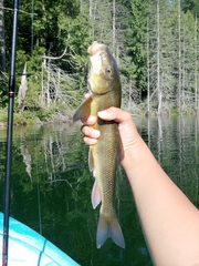 Catostomus macrocheilus