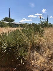 Yucca schottii
