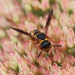 Euodynerus castigatus