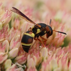 Euodynerus castigatus