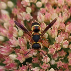 Euodynerus castigatus