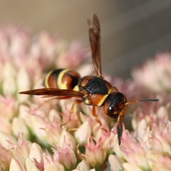 Euodynerus castigatus