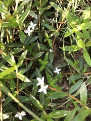 Diodia