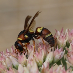 Euodynerus castigatus