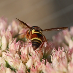 Euodynerus castigatus