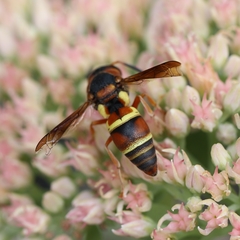 Euodynerus castigatus