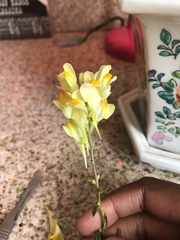 Linaria vulgaris