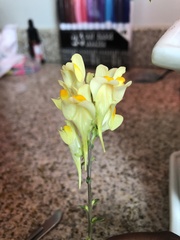 Linaria vulgaris