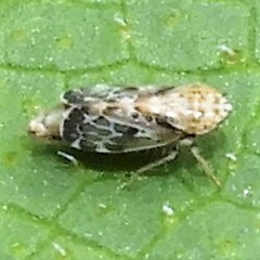 Errastunus ocellaris