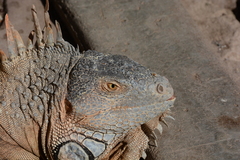 Iguana iguana