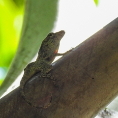 Anolis pentaprion