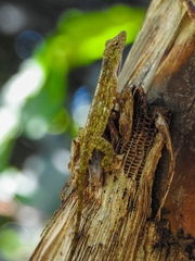 Anolis pentaprion