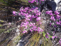 Indigofera sp11