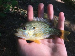 Lepomis gibbosus × cyanellus