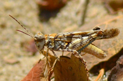 Trimerotropis infantilis