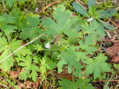 Geranium sibiricum