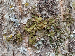 Melanohalea olivacea