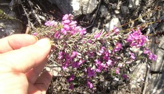 Indigofera sp11