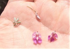 Indigofera sp11