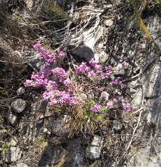 Indigofera sp11