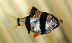 Sumatra Barb photo 3