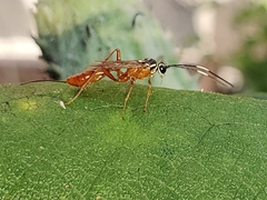 Mesostenus thoracicus