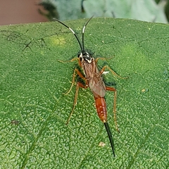 Mesostenus thoracicus