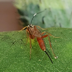 Mesostenus thoracicus