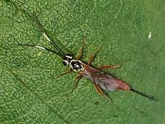 Mesostenus thoracicus