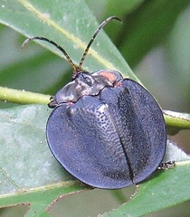 Discomorpha
