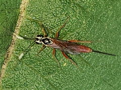 Mesostenus thoracicus