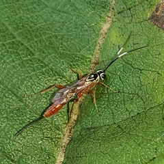 Mesostenus thoracicus