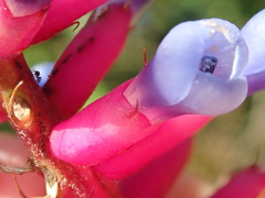 Aechmea gamosepala