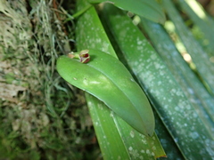 Acianthera glanduligera