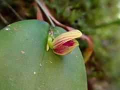 Acianthera glanduligera