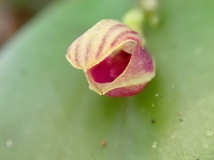 Acianthera glanduligera